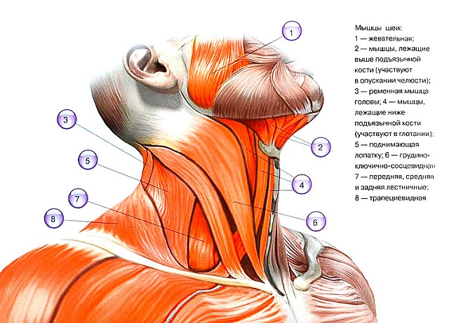 Mușchii flexori și extensori ai gâtului în care sunt localizați