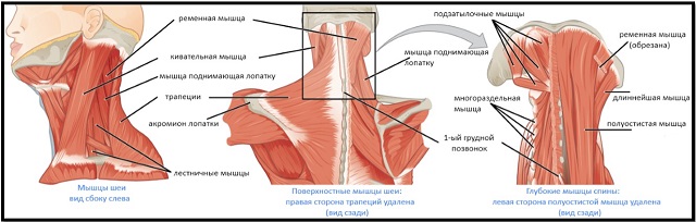 Mușchii flexori și extensori ai gâtului în care sunt localizați