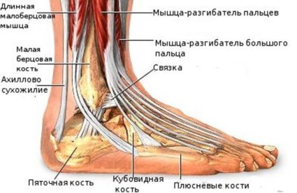 Mușchi de anatomie și structură a piciorului