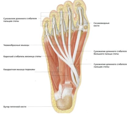 Mușchi de anatomie și structură a piciorului