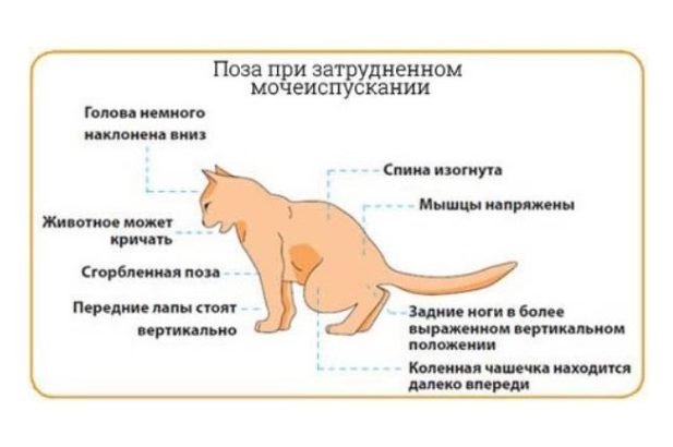 Котешки заболявания на долните пикочни пътища и методи за нейното предотвратяване - жена XO