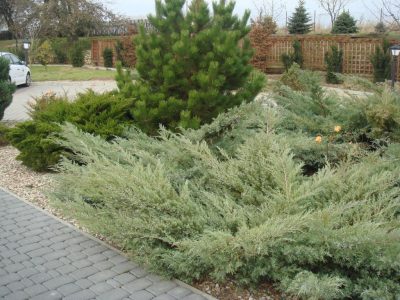 Juniper virgin greu de plantare ou și de îngrijire