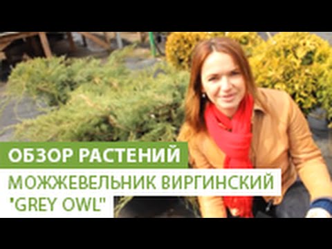 Ялівець віргінський грей Оул посадка і догляд