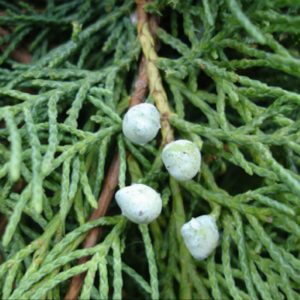 Juniper virgin greu de plantare ou și de îngrijire