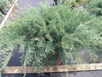 Juniper virgin greu de plantare ou și de îngrijire