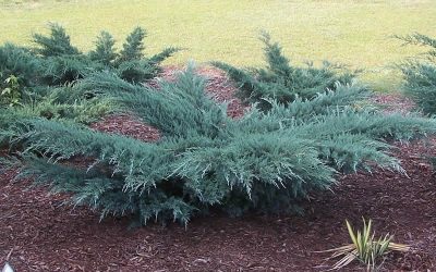 Juniper virgin greu de plantare ou și de îngrijire