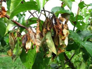 Medlar cum să crească la fotografie acasă, specii, cultivarea de la piatra în suburbii, ca