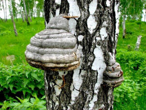 Народна медицина - лікування грибами