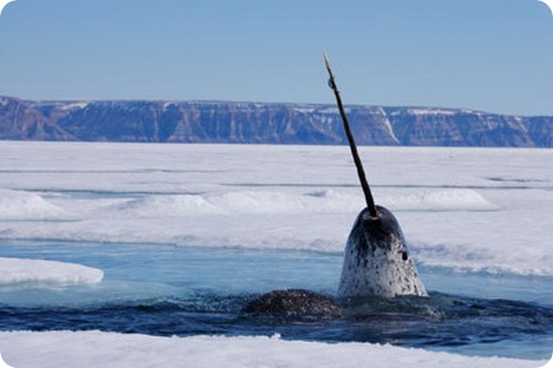 Narwhal (lat)