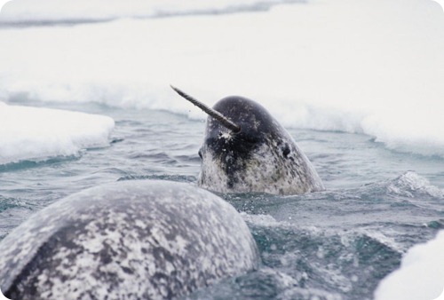 Narwhal (lat)