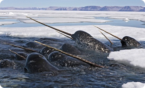 Narwhal (lat)