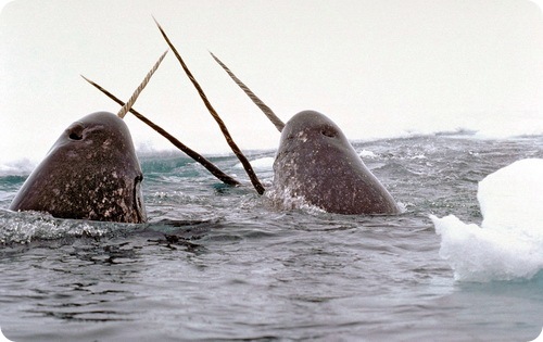 Narwhal (lat)