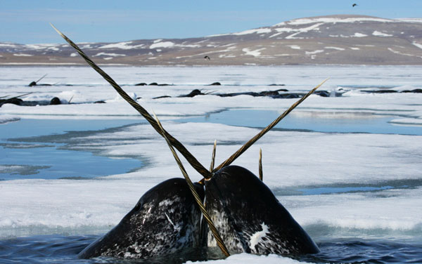 Cartea roșie narwhal - narwhal - habitatul lui narwhal