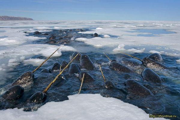 Cartea roșie narwhal - narwhal - habitatul lui narwhal