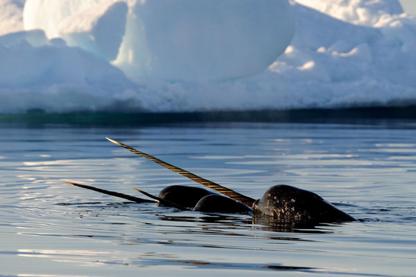 Cartea roșie narwhal - narwhal - habitatul lui narwhal