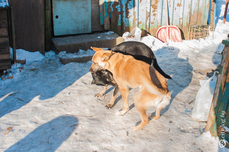 Наш експеримент як шукати господаря втраченої собаки, журнал про Мінську