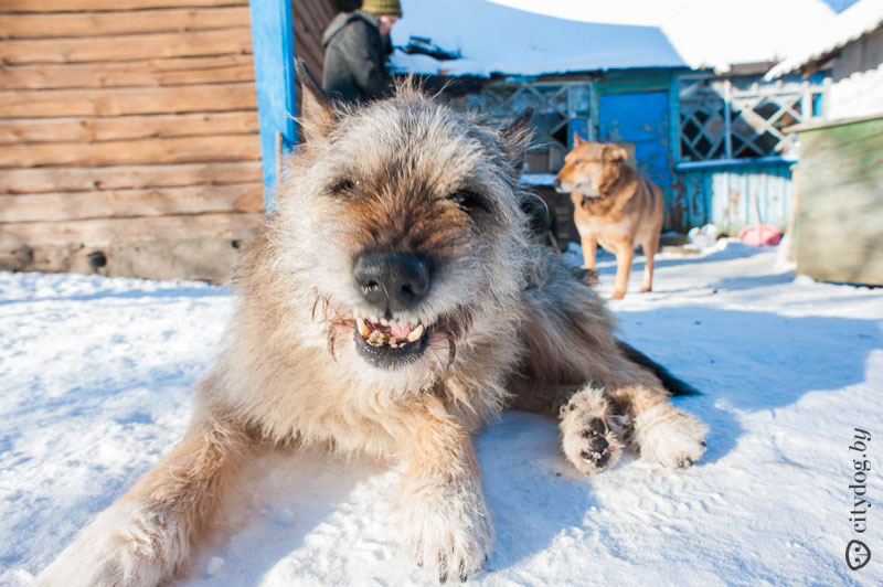 Experimentul nostru cum să căutăm proprietarul unui câine pierdut, o revistă despre Minsk