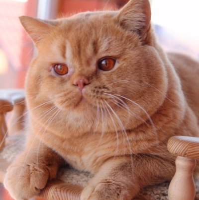 Наші коти - kotoffski - british shorthair cattery