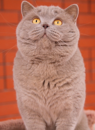 Наші коти - kotoffski - british shorthair cattery