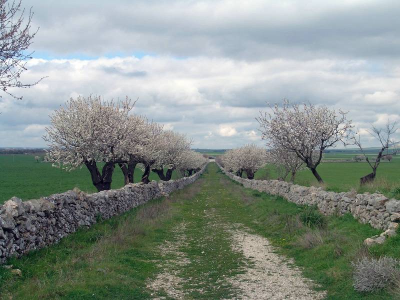 Національний парк «альта Мурдже» (parco nazionale dell alta murgia) опис і фото