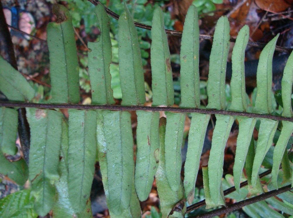 Nephrolepis fotografii și specii, reproducere și îngrijire la domiciliu