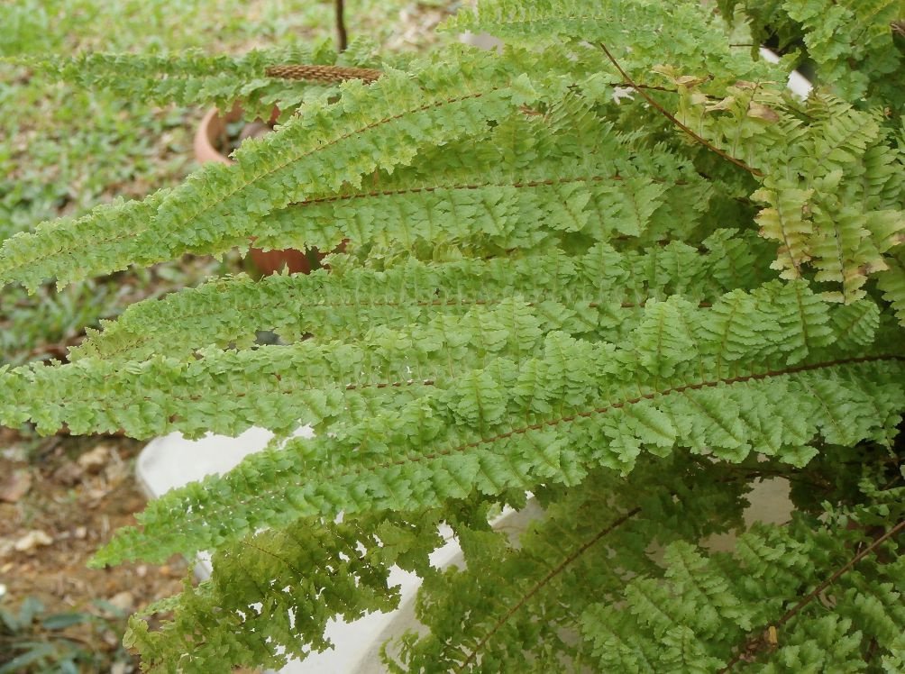 Nephrolepis fotók és fajok, tenyésztési és ápolási otthon