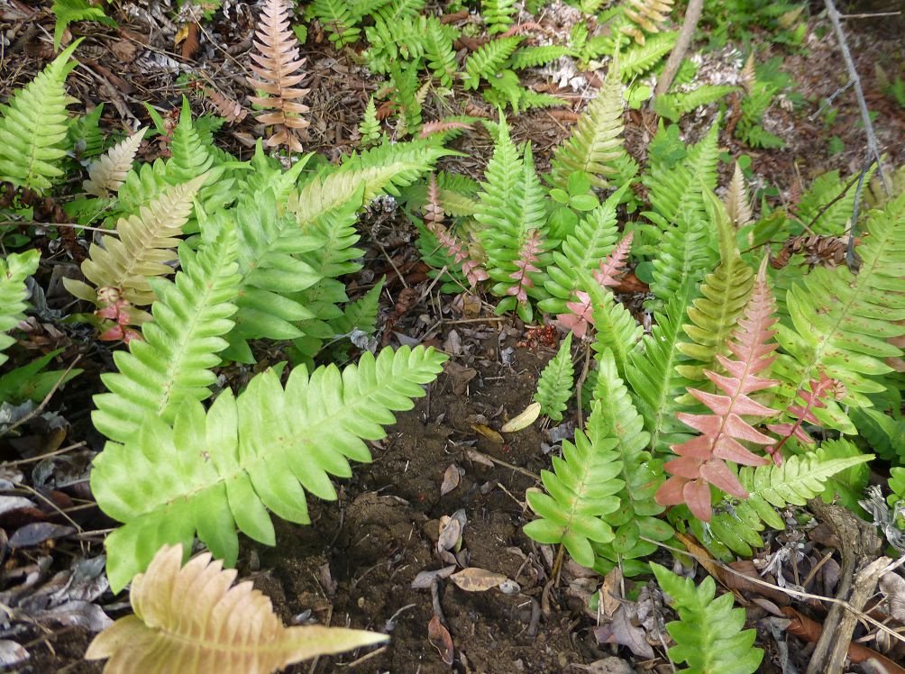 Nephrolepis fotografii și specii, reproducere și îngrijire la domiciliu