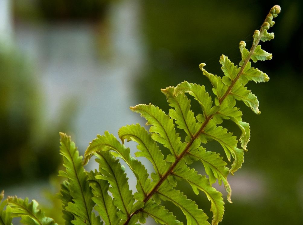 Nephrolepis fotografii și specii, reproducere și îngrijire la domiciliu