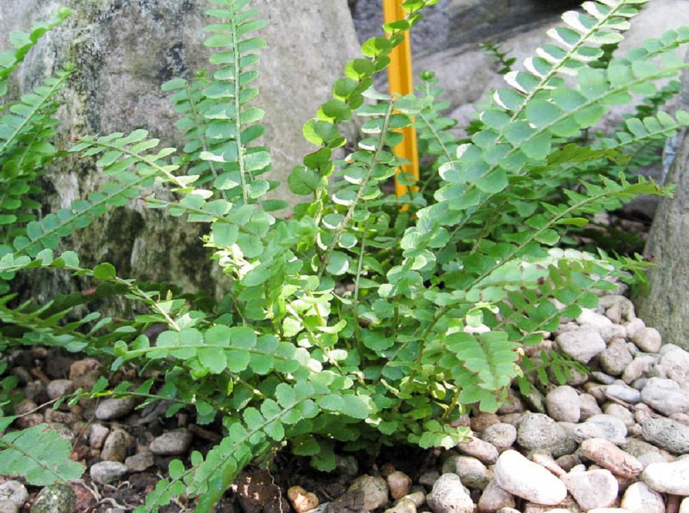 Nephrolepis fotografii și specii, reproducere și îngrijire la domiciliu