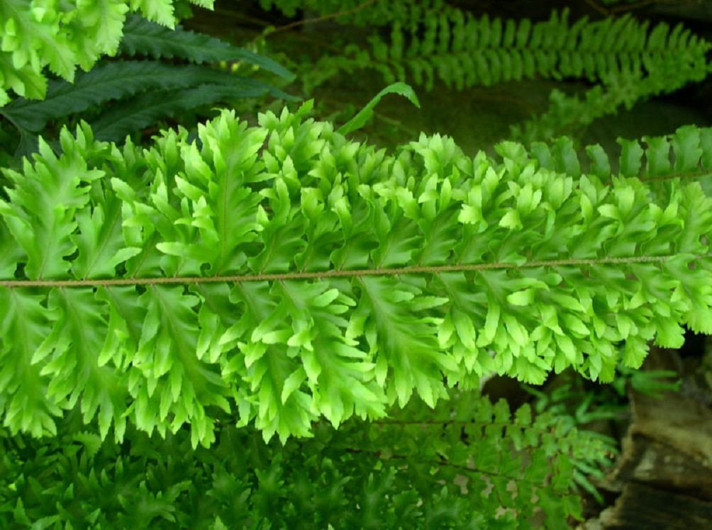 Nephrolepis fotografii și specii, reproducere și îngrijire la domiciliu