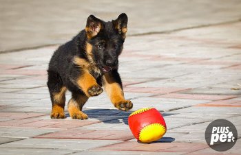 Caracterele caracterului german Shepherd