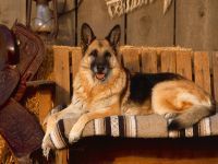 Demonstrația German Shepherd la spectacolul de ciobanesc german, antrenând școala de ovine să participe la