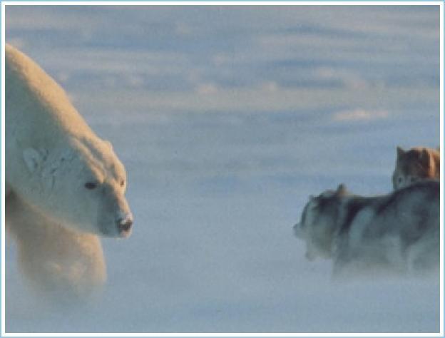 O prietenie neobișnuită a apărut între un urs polar și un husky