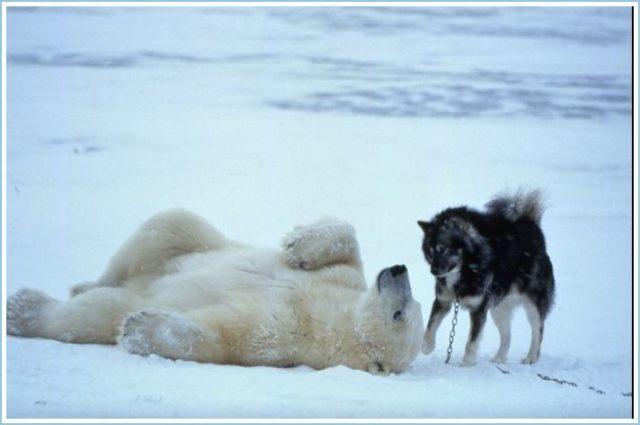 O prietenie neobișnuită a apărut între un urs polar și un husky