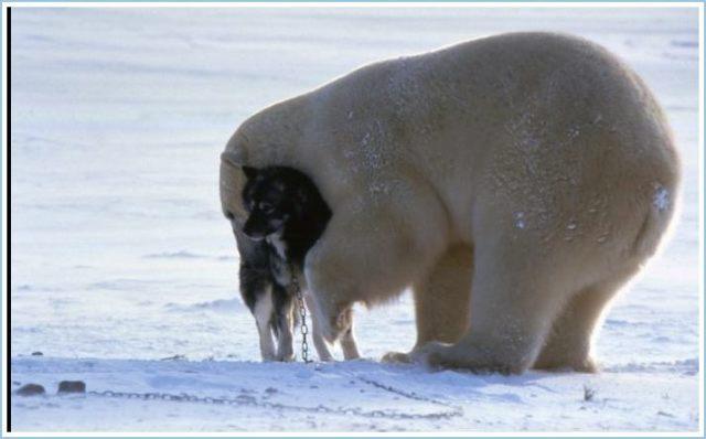 O prietenie neobișnuită a apărut între un urs polar și un husky