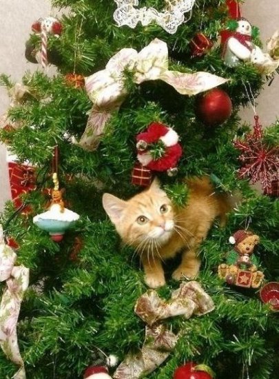 Relații inegale de pisică și pom de Crăciun