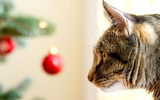 Relații inegale de pisică și pom de Crăciun