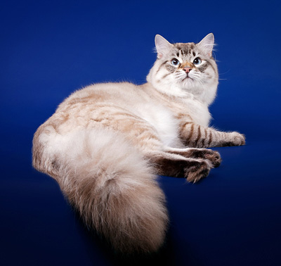 Невська маскарадна кішка опис породи, фото і відео матеріали, відгуки про породу