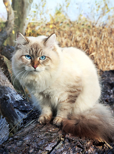 Невська маскарадна кішка опис породи, фото і відео матеріали, відгуки про породу