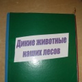 Нод «хвойні дерева наших лісів»