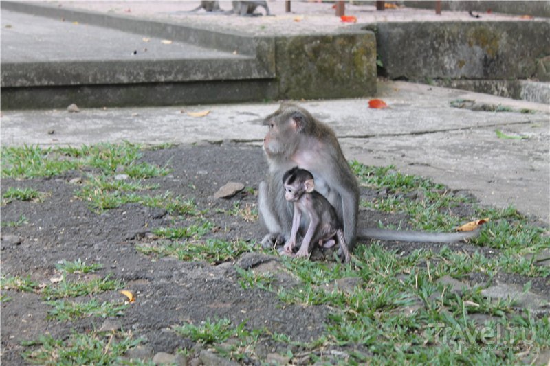 Maimuțe, Musang și bâlbâind pe bali