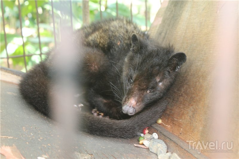 Maimuțe, Musang și bâlbâind pe bali