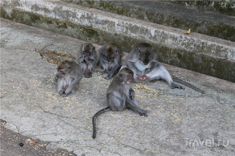 Maimuțe, Musang și bâlbâind pe bali