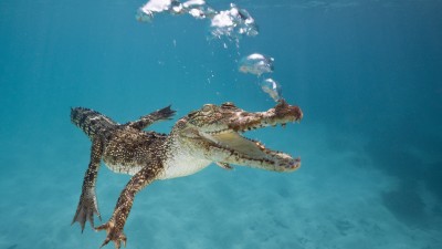 Шпалери під водою скачати 16 фото