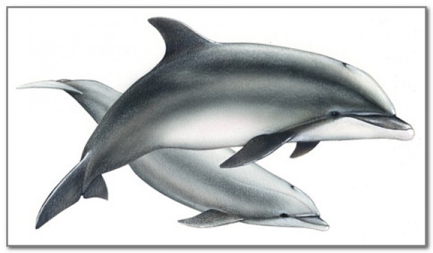 Imaginea delfinilor din Marea Neagră