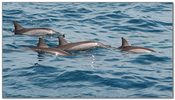 Imaginea delfinilor din Marea Neagră