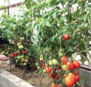 Crop paradicsom üvegházi a kertben, és a kertben