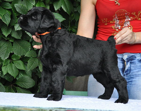 Огляд породи собак російський чорний тер'єр стандарт, опис, догляд і фото