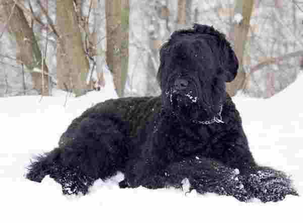 Privire de ansamblu a rasei de câini Russian Terrier standard, descriere, îngrijire și fotografie