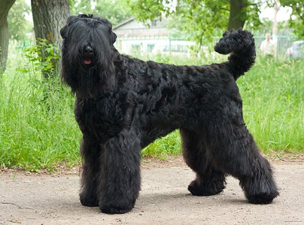 Áttekintés kutyák Orosz Fekete Terrier szabvány, leírás, gondozás és fotó